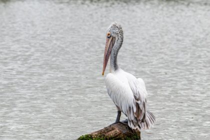 muppet with long hooked beak