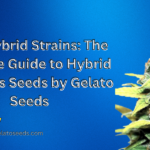 best hybrid strains that combine the best of both worlds.