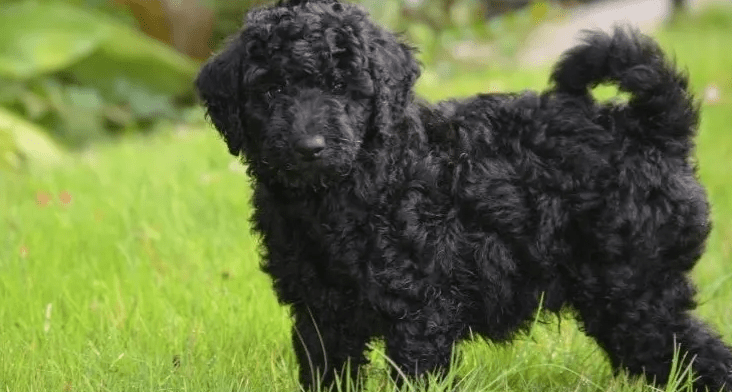 Black golden doodles