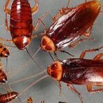 Cockroach Control in Vancouver