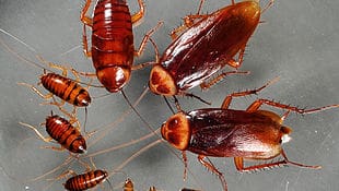 Cockroach Control in Vancouver