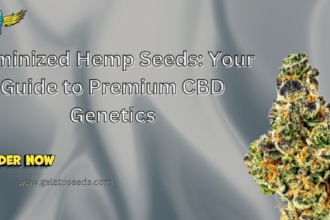 Feminized hemp seeds