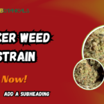 Joker Weed Strain