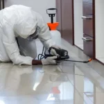 Pest Control in Lahore and Guide to Termite Control