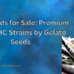 THC seeds for sale