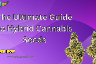 hybrid cannabis seeds